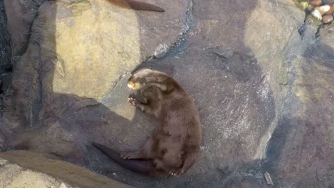 Asian small-clawed otter. Oriental Small-Clawed Otters Vidéo 241520116