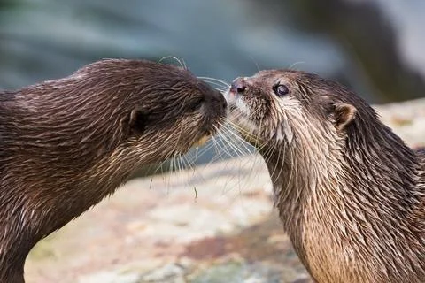 Asian small-clawed otter pair Stock Photos