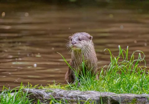 Asian small-clawed otter Stock Photos