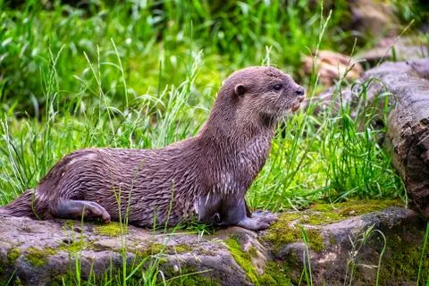 Asian small-clawed otter Stock Photos