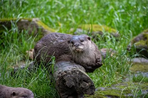 Asian small-clawed otter Stock Photos