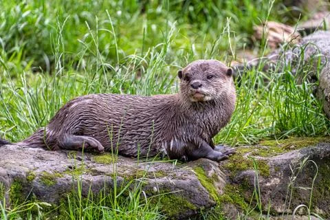 Asian small-clawed otter Stock Photos