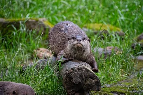 Asian small-clawed otter Stock Photos