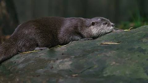 Asian small-clawed otter 写真素材