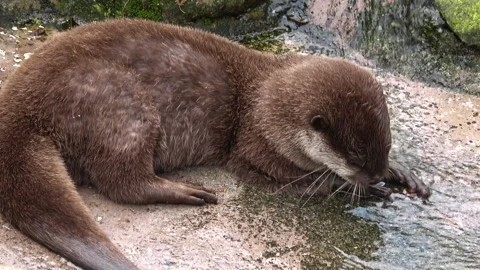 The Asian small-clawed otter playing with leaves and twigs flowing in water. Stock Footage 310071944