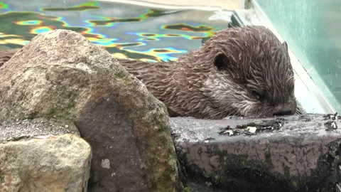 The Asian small-clawed otter playing by catching leaves with its hands while flo Stock Footage 311553773