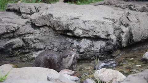 Asian small-clawed otter plays in a stream2 HD Stock Footage 97243451