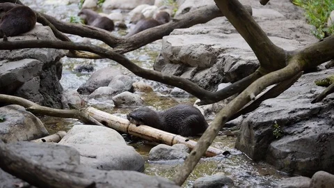 Asian small-clawed otter plays in a stream HD Stock Footage 97243479