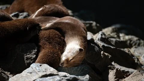 Asian small-clawed otter sleeping curled up on rocks with its family Fotos de archivo
