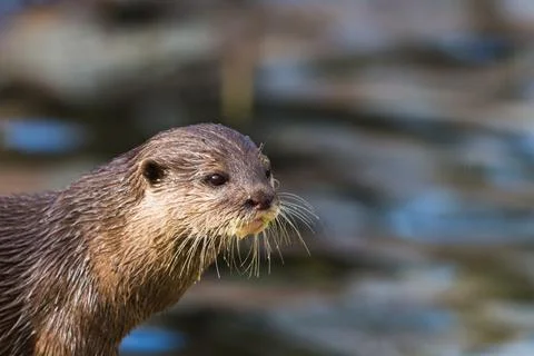 Asian small-clawed otter on the waters edge Stock Photos