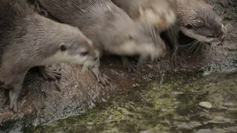 Asian small-clawed Otters drinking Stock Footage 71757282