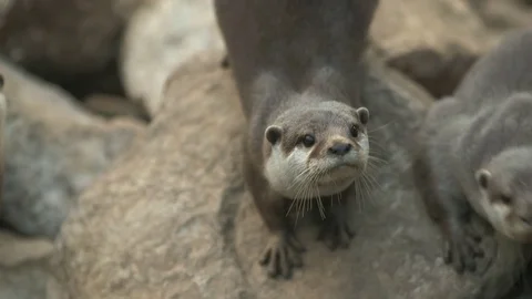 Asian small-clawed Otters Stock-Footage 71758101