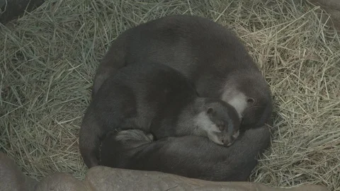 Asian Small-Clawed Otters Stock Footage 86576327