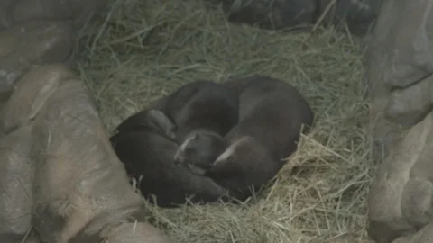 Asian Small-Clawed Otters Stock Footage 86656557