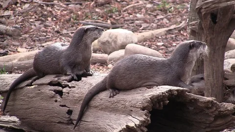 Asian small-clawed otters look cute HD Stock Footage 97243442