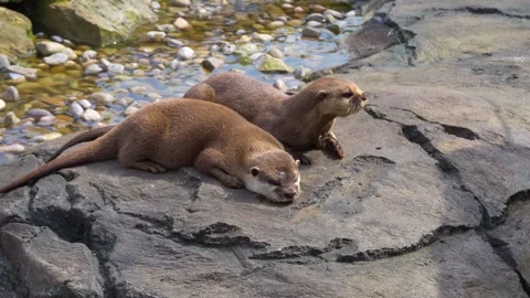Asian small-clawed otters. Oriental Small-Clawed Otters Stock-Footage 241520253
