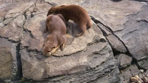 Asian small-clawed otters. Oriental Small-Clawed Otters Stockbeeldmateriaal 241520395