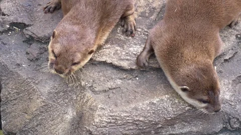 Asian small-clawed otters. Oriental Small-Clawed Otters Stock Footage 241520425