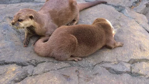Asian small-clawed otters. Oriental Small-Clawed Otters Stock Footage 241520523