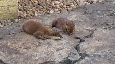 Asian small-clawed otters. Oriental Small-Clawed Otters 库存影片 241520580