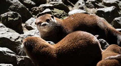 Asian small-clawed otters resting on rocky ground in bright sunlight Stock Photos