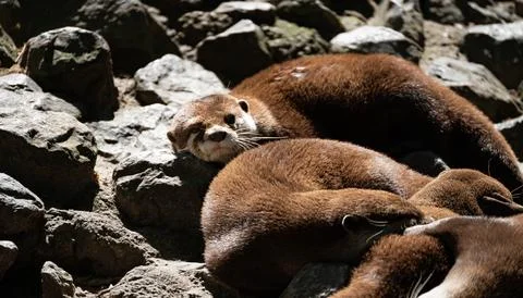Asian small-clawed otters resting on rocky ground in bright sunlight Stock Photos