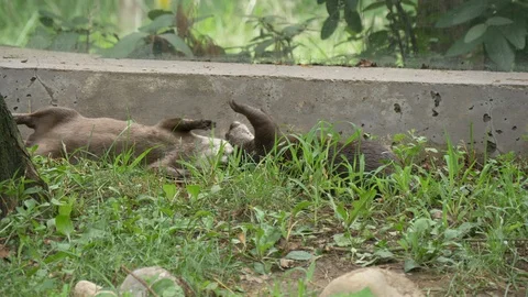 Asian small-clawed otters writhe in dirt and play 4K Stockbeeldmateriaal 94040683