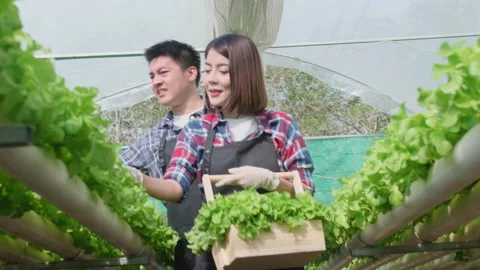 Asian smart farmer working in hydroponic organic farm. Modern industry of agr Stockbeeldmateriaal 171339093