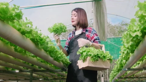 Asian smart farmer working in hydroponic organic farm. Modern industry of agr Stockbeeldmateriaal 171339400