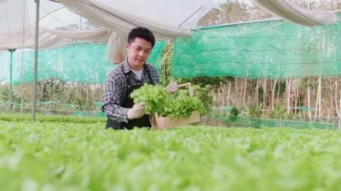 Asian smart farmer working in hydroponic organic farm. Modern industry of agr Stockbeeldmateriaal 171339601