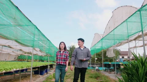 Asian smart farmer working in hydroponic organic farm. Modern industry of agr Stockbeeldmateriaal 171339830