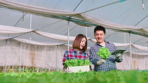 Asian smart farmer working in hydroponic organic farm. Modern industry of agr Stockbeeldmateriaal 171340144