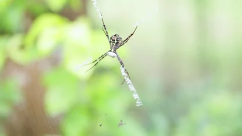 Asian spider on a web moving its legs. Stock Footage 307917124