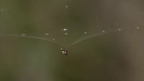 Asian spinybacked orbweaver constructing a web. Stock Footage 167786242