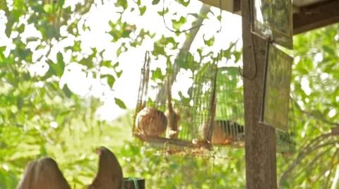 Asian squirrel pet doing somersaults in a tiny cage Stock Footage 40335846