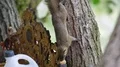 Asian squirrel searching food close up at little Bali tree temple altar 4k or 4k+ Resolution