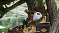 Asian squirrel searching food at little Bali tree temple altar 4k or 4k+ Resolution