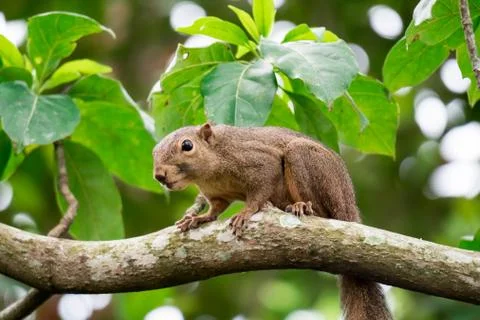 Asian squirrel on tree while looking for food Stock-Fotos