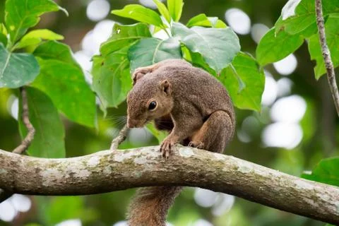 Asian squirrel on tree while looking for food Stock Photos