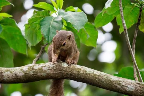 Asian squirrel on tree while looking for food Stock Photos