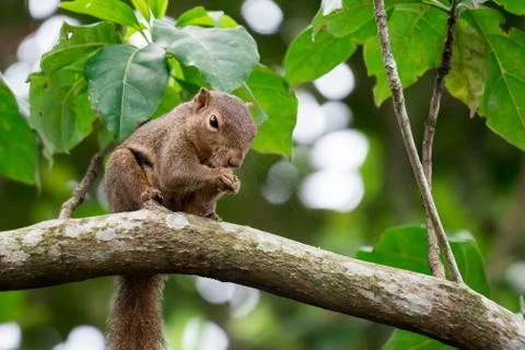 Asian squirrel on tree while looking for food Stock Photos