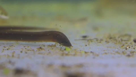 Asian swamp eel (Monopterus albus) hiding under rock waiting for prey Stock-Footage 331170197