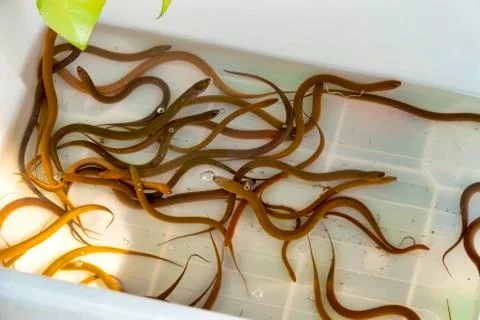 Asian swamp eel. Stock Photos