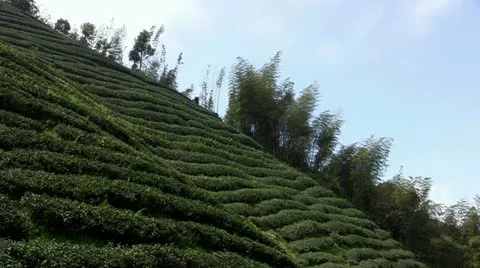 Asian tea plantation Stock Footage 22039972