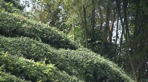 Asian tea plantation Stock Footage 22040696