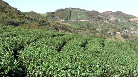 Asian tea plantation Stock Footage 74142958