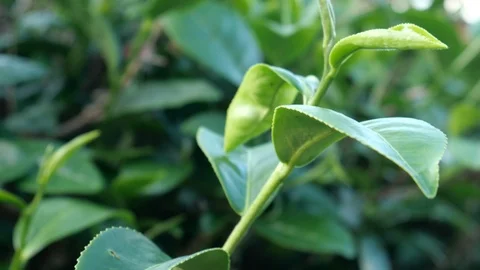 Asian tea plantation 스톡 동영상 120618337