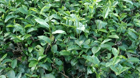 Asian tea plantation 動画素材 120618372