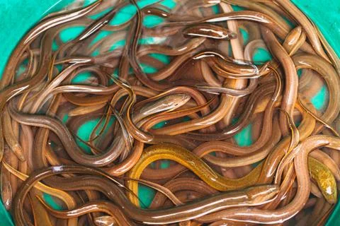 Asian Thai eel fish or snake fish like worms sale at street market in thailan Fotos Stock
