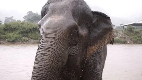 Asian Thai elephant taking bath and cleaning in river being splashed in rain Stock Footage 96701764